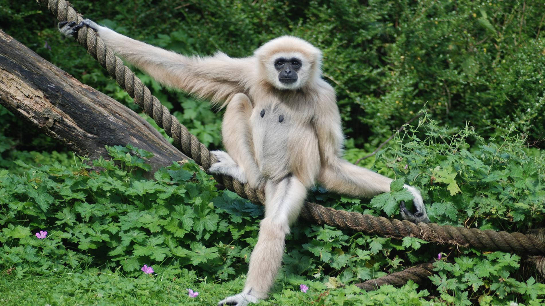 White Gibbon On Rope Wallpaper