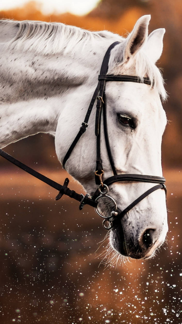 White Horse Iphone Wallpaper