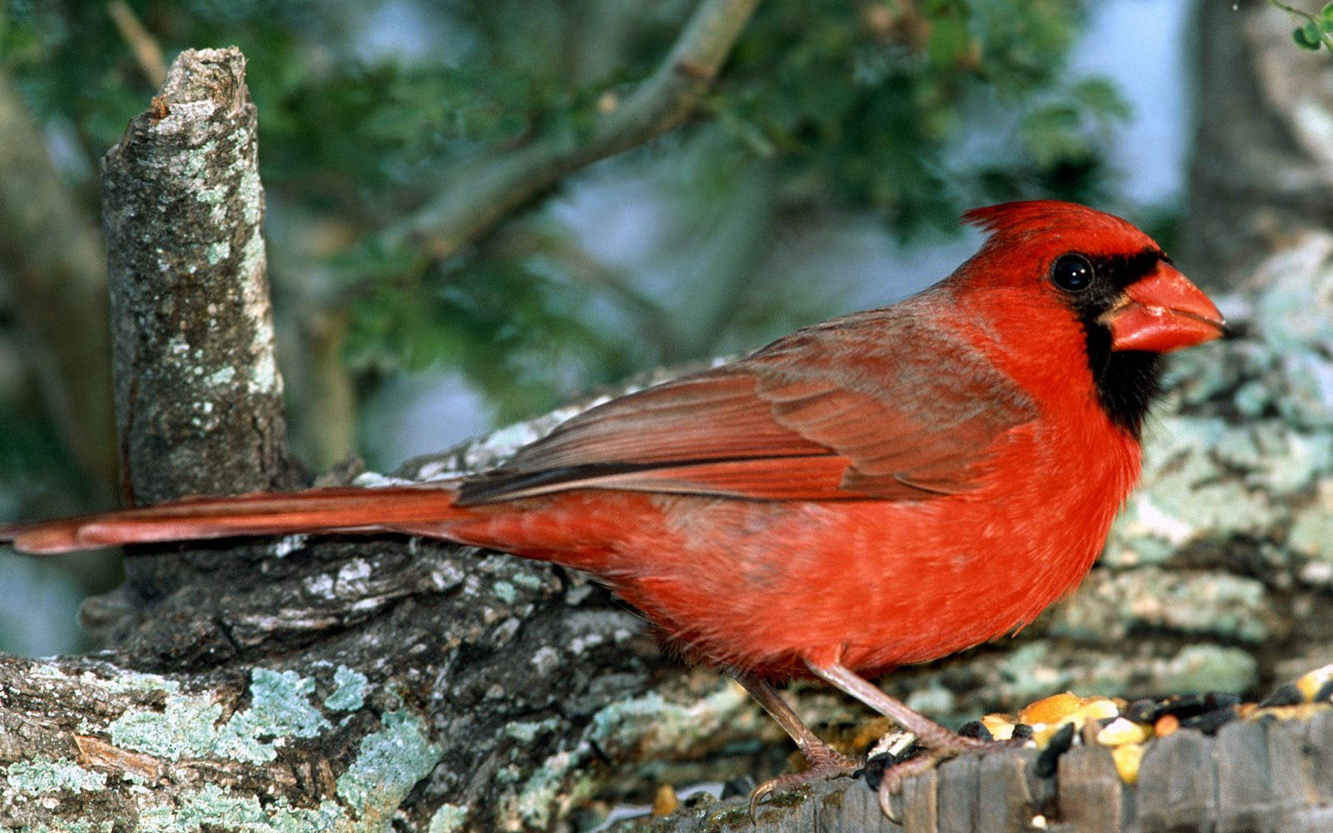 Wide-eyed Cardinal Wallpaper