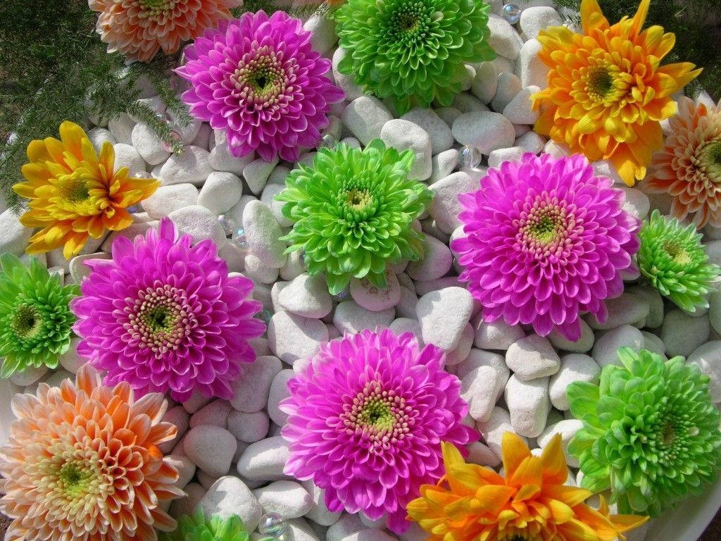 World's Most Beautiful Flowers Colourful Petals Wallpaper