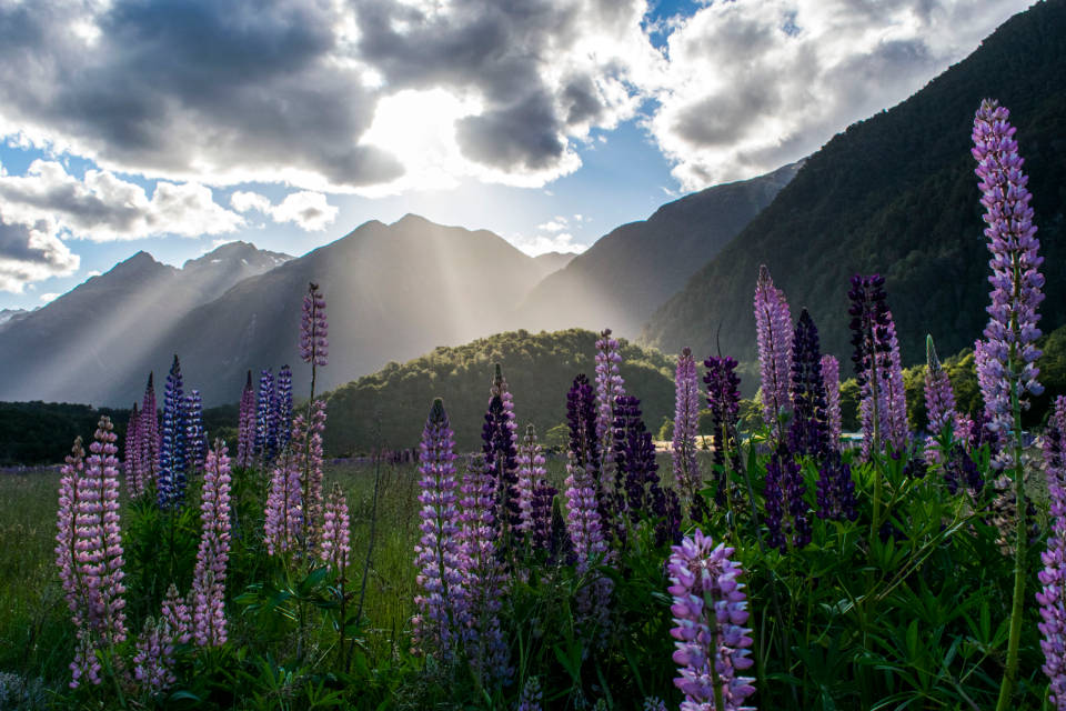 World's Most Beautiful Flowers Large-leaved Lupines Wallpaper