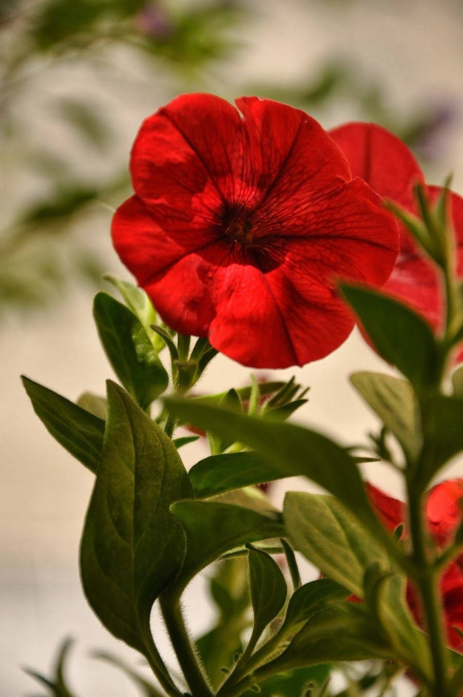 World's Most Beautiful Flowers Red Petunia Wallpaper