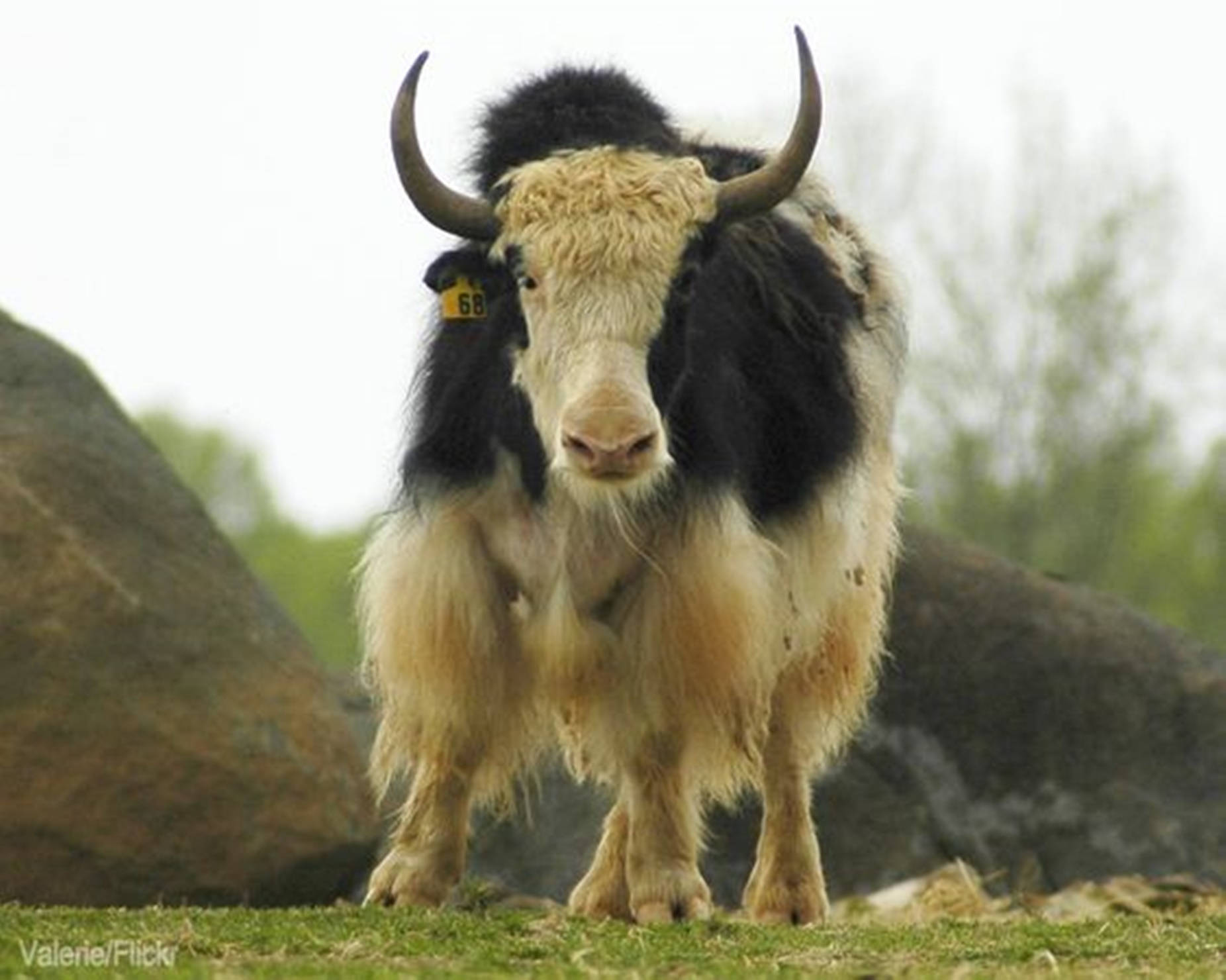 Yak Black And White Near Rocks Wallpaper