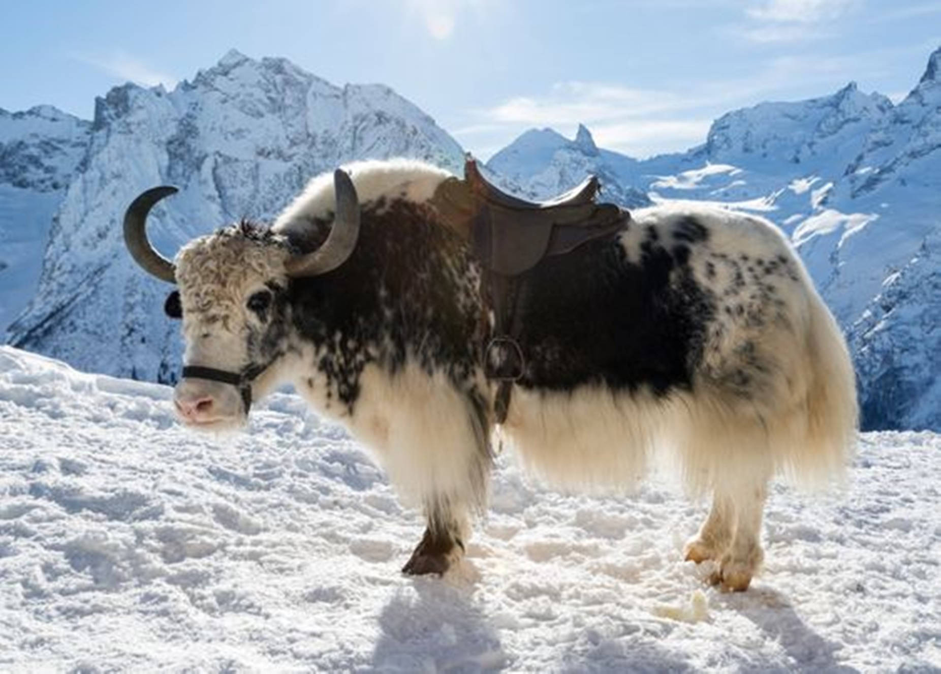 Yak Black And White On Snow With Mountains Wallpaper