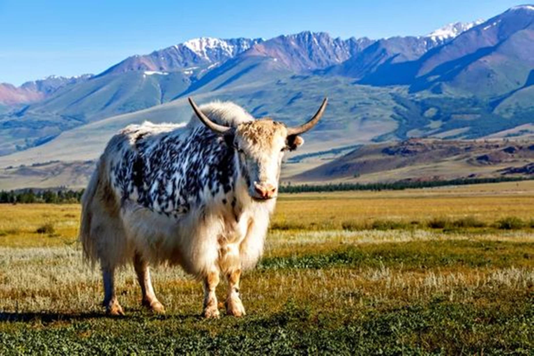 Yak Black And White Spots On Grass Field Wallpaper