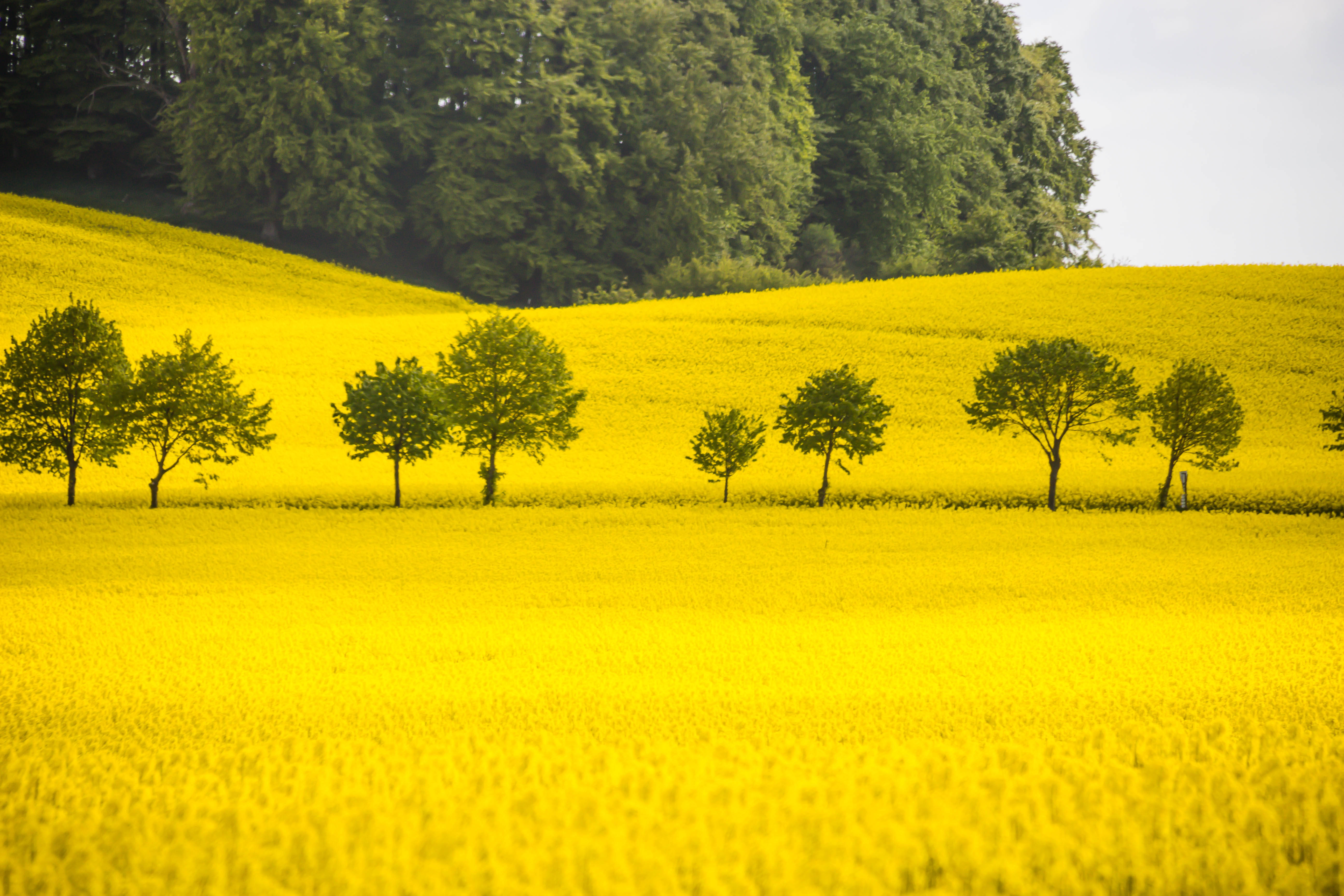 Yellow Aesthetic Laptop Trees Field Wallpaper