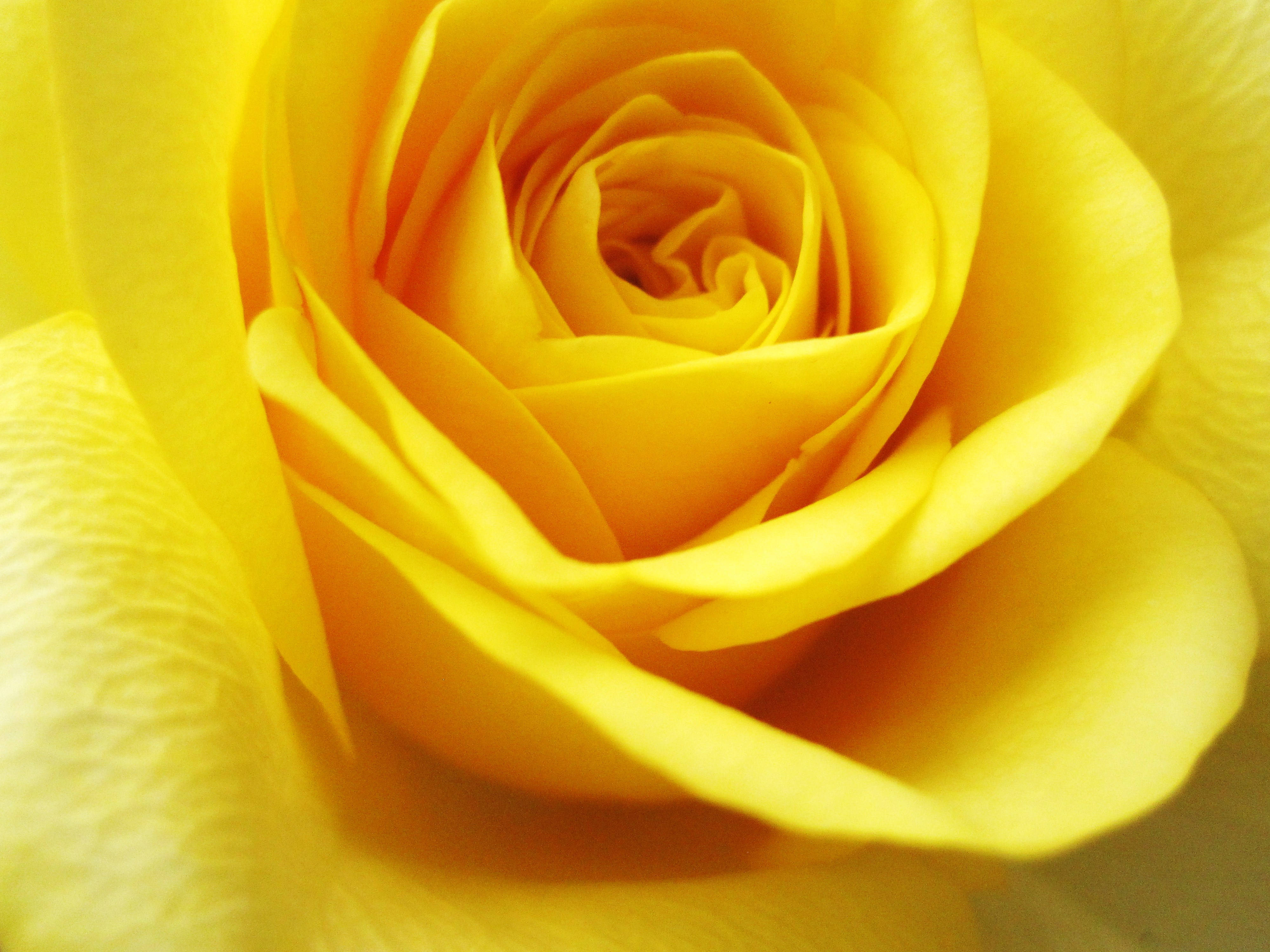 Yellow Aesthetic Laptop Yellow Rose Wallpaper