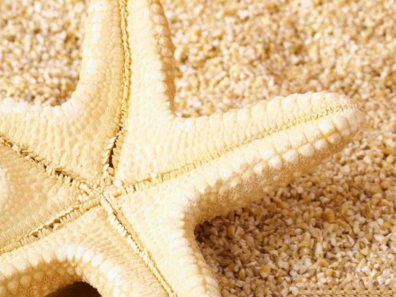 Yellow Corn Starfish Wallpaper