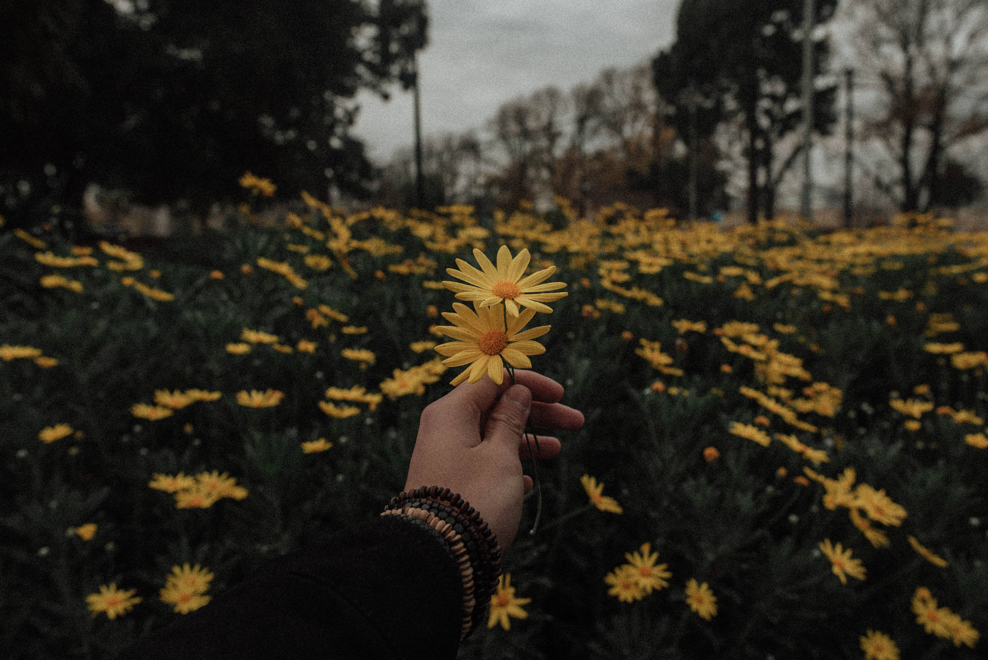 Yellow Daisy Aesthetic Flower Field Wallpaper