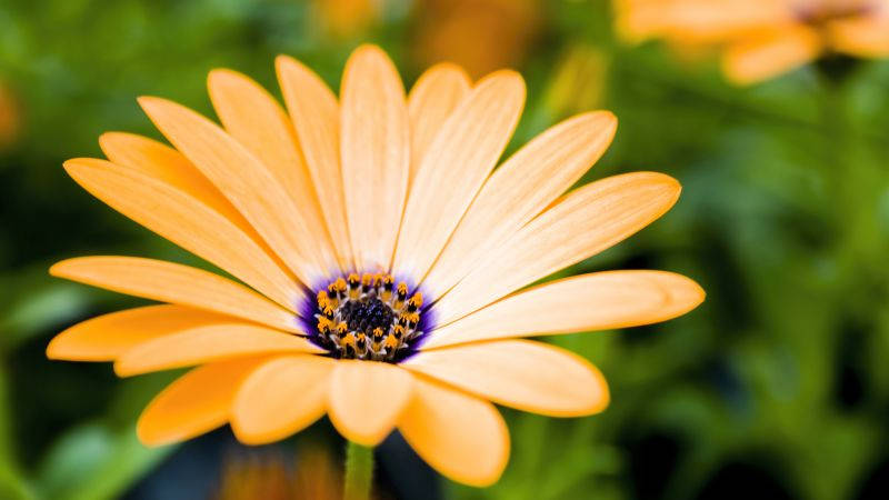 Yellow Daisy Flower 4k Wallpaper