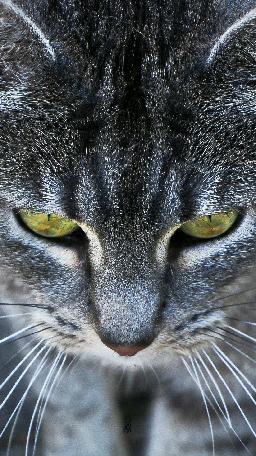 Yellow Eyed Black Tabby Cat Iphone Wallpaper