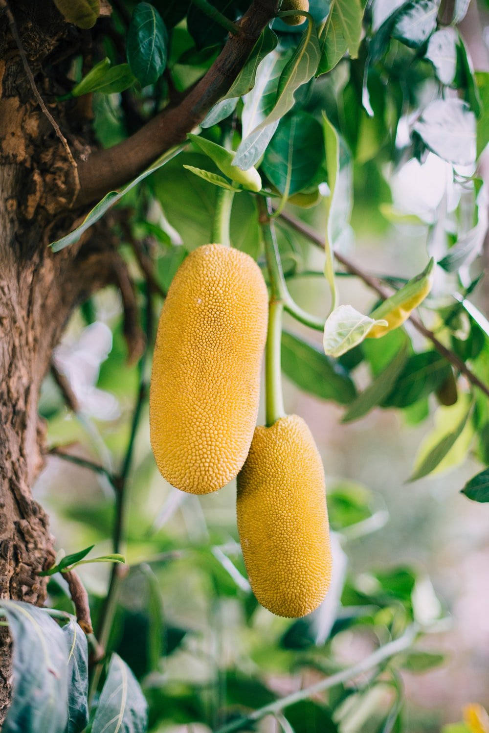 Yellow Jackfruit On Tree Wallpaper