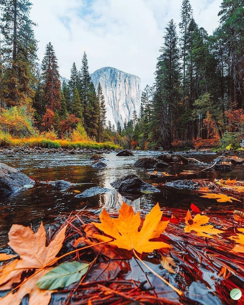 Yosemite National Park Leaves Wallpaper