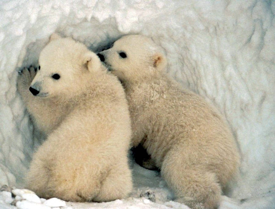 1200x910 Baby Polar Bear Wallpaper Wallpaper