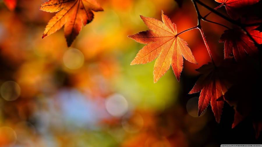 1366x768 Autumn Maple Leaves ❤ 4k Hd Desktop Wallpaper For 4k Ultra Hd Tv Wallpaper