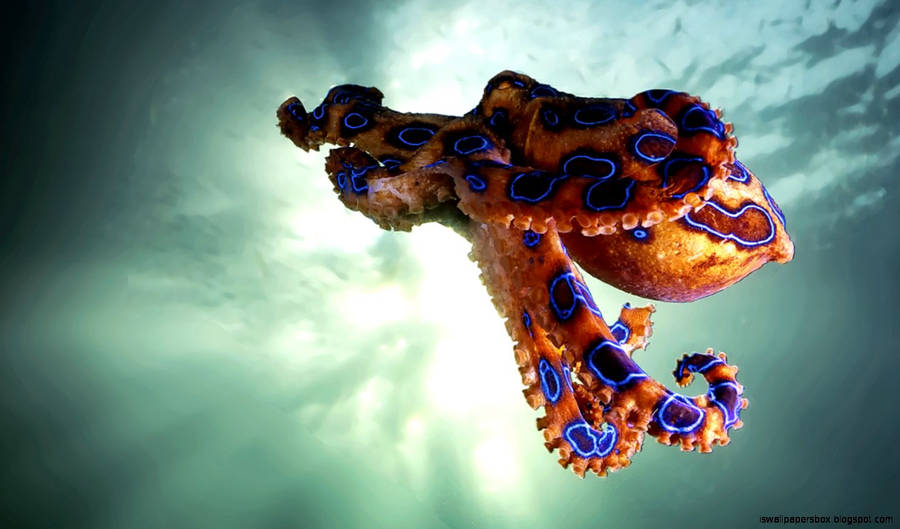 1440x846 Octopus Wallpaper 6 - 1440 X 846 Wallpaper