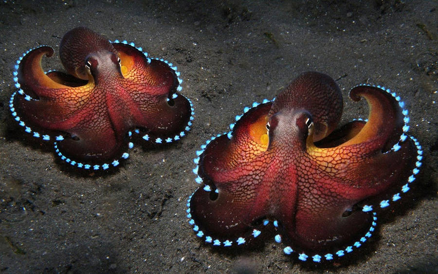1440x900 Octopus Wallpaper 8 - 1440 X 900 Wallpaper
