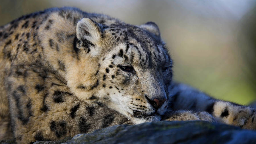 1920x1080 Cute Snow Leopard Wallpaper Wallpaper