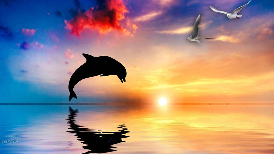 1920x1080 Dolphin Wallpaper