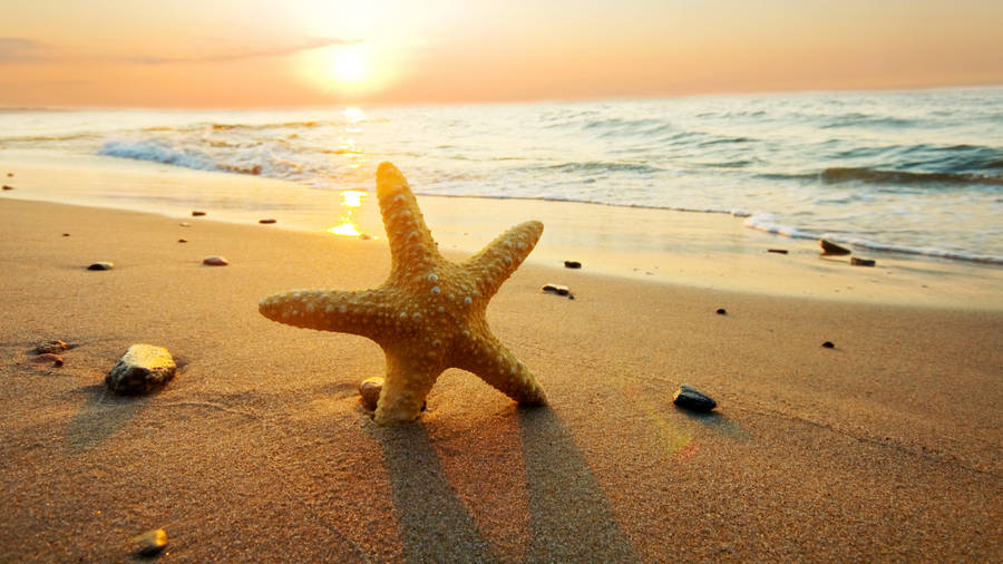 1920x1080 Hd Summer With Starfish Wallpaper