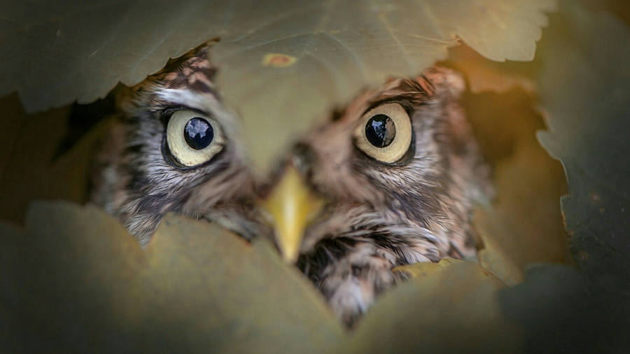 1920x1080 Peeping Owl Wallpaper. Wallpaper Studio 10. Tens Of Thousands Hd Wallpaper