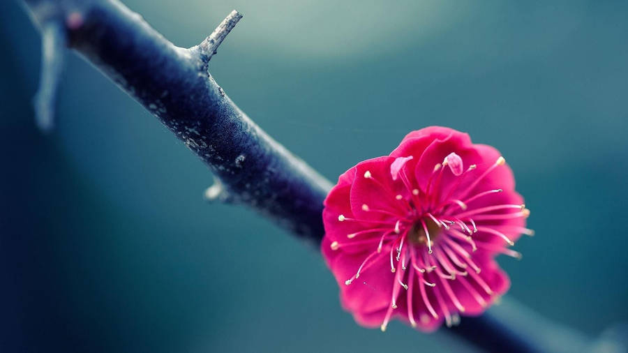 1920x1080 Pink Flower Macro Photography Wallpaper. Wallpaper Studio 10. Tens Wallpaper