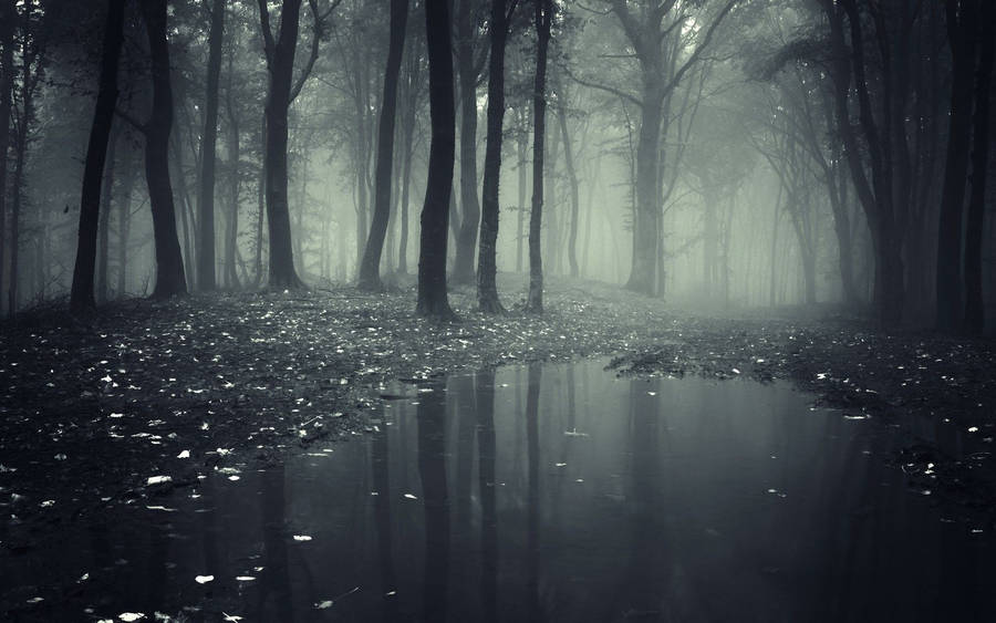 1920x1200 Spooky Forest Wallpaper Wallpaper