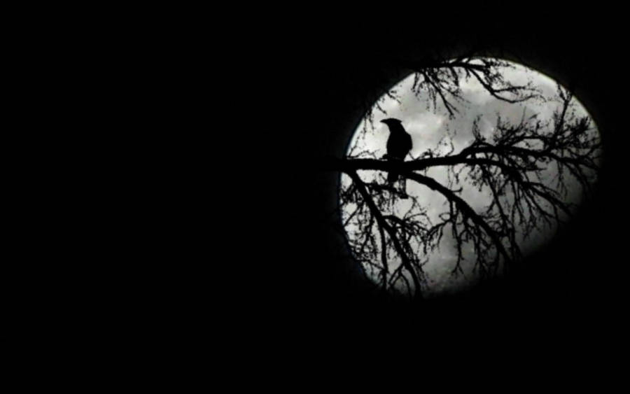 1920x1200 The Bird And The Moon Wallpaper Wallpaper