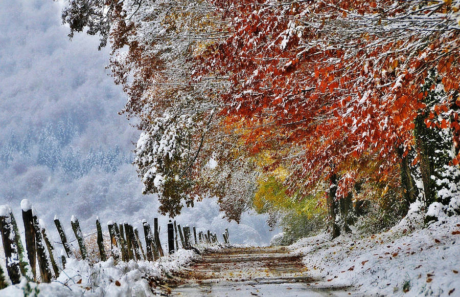 1920x1237 Nature France Autumn November Snow Hd Wallpaper Wallpaper