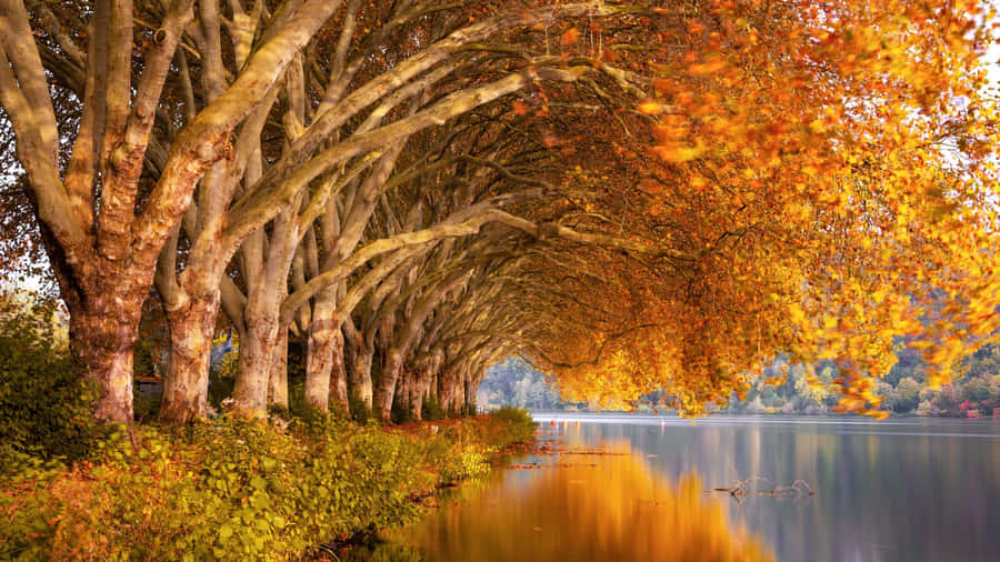 2560 X 1440 Autumn Riverside Wallpaper