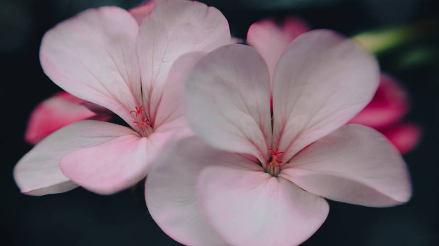 2560x1440 Spring Two Pink Pelargonium Wallpaper