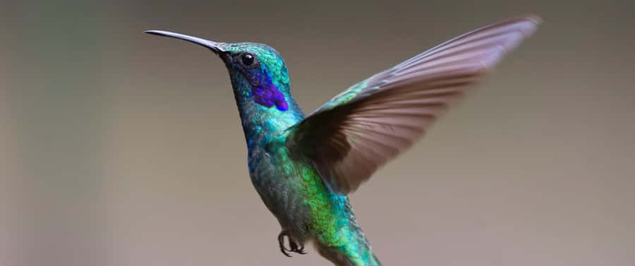 3440x1440 Animal Green Violet Hummingbird Wallpaper