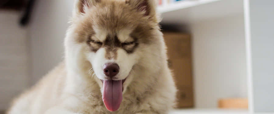 3440x1440 Animal Pomeranian Husky Dog Wallpaper