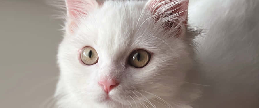 3440x1440 Animal Turkish Angora Cat Wallpaper