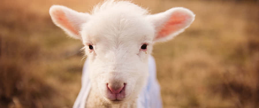 3440x1440 Animal White Baby Sheep Wallpaper