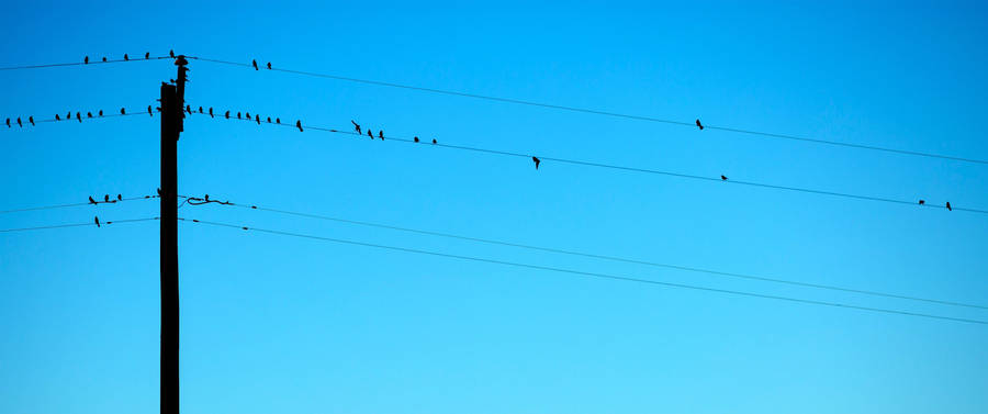 3440x1440 Minimalist Birds On Cables Wallpaper