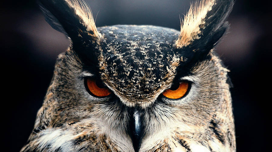 3840x2160 Great Horned Owl Wallpaper. Wallpaper Studio 10. Tens Of Thousands Wallpaper