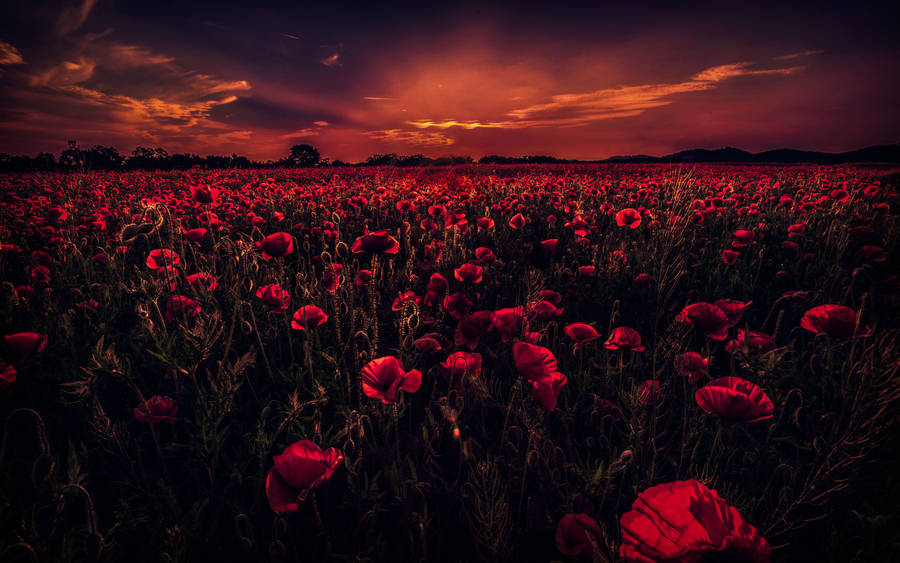 3840x2400 Poppy Field 5k Wallpaper Wallpaper
