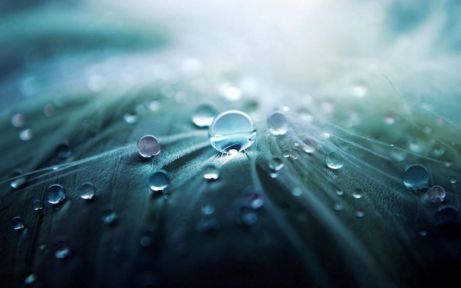 3d Hd Dew Drops Wallpaper