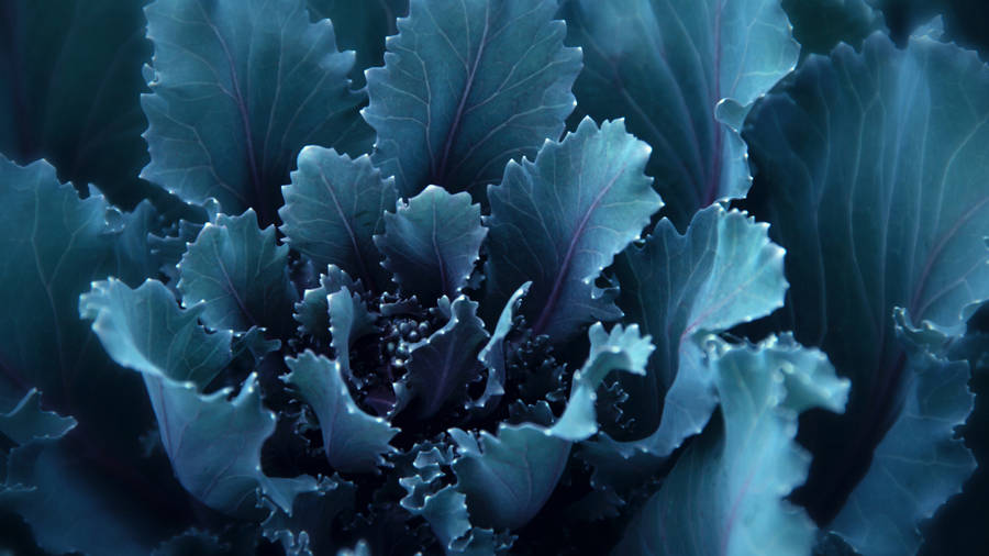 4d Ultra Hd Dusty Leaves Wallpaper