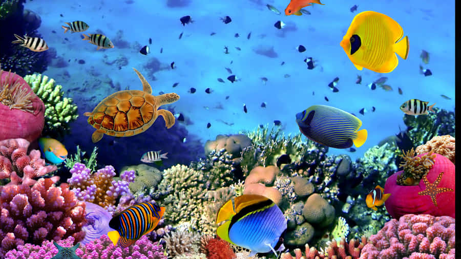 4k Fish And Other Marine Life Wallpaper