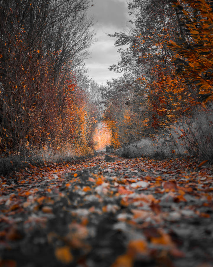 4k Iphone Autumn Gravel Road Wallpaper