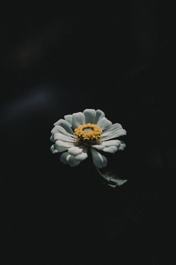 4k Iphone White Flower Wallpaper