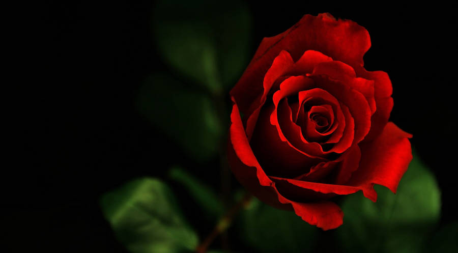 4k Realistic Red Rose Wallpaper
