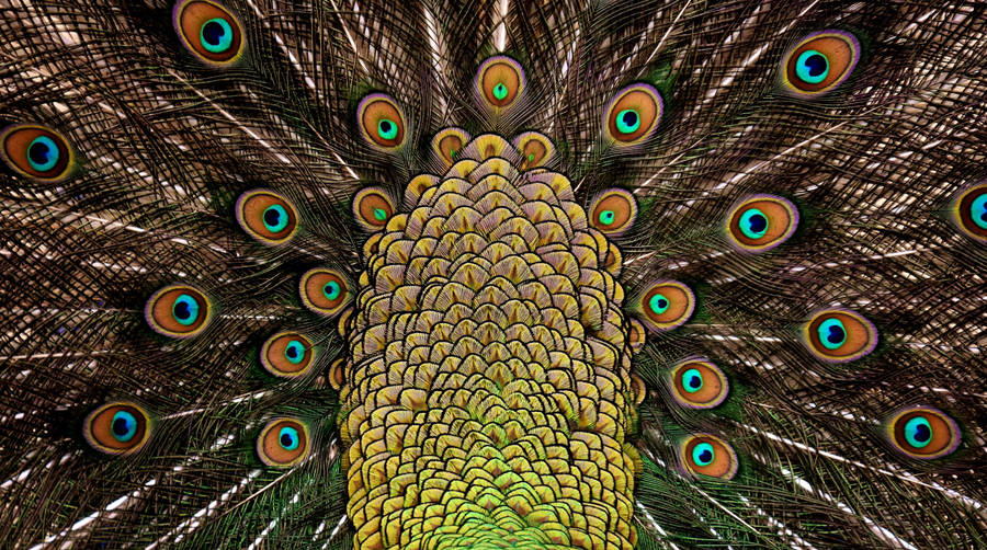 5162x2880 Peacock Feathers 4k 5k Wallpaper. Hd Wallpaper Background Wallpaper