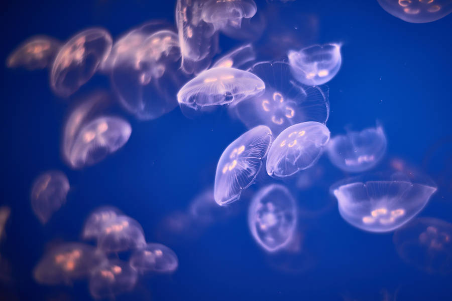 6745x4502 Wallpaper Jellyfish, Underwater, 4k, 5k, Animals Wallpaper