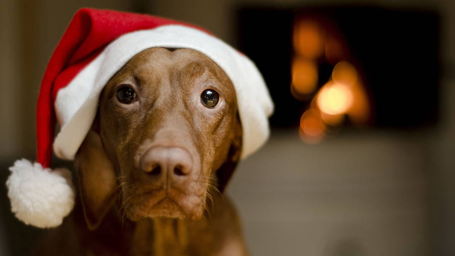 8k Christmas Vizsla Dog Wallpaper
