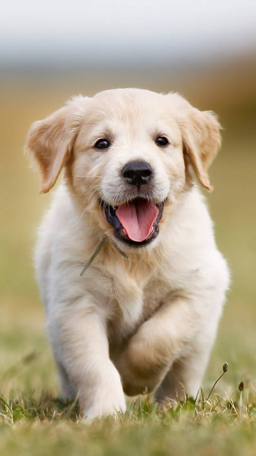 8k Iphone Golden Retriever Puppy Wallpaper