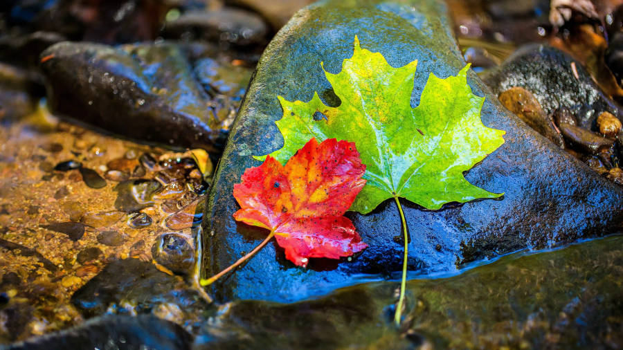 8k Ultra Hd Nature Leaves On Rock Wallpaper