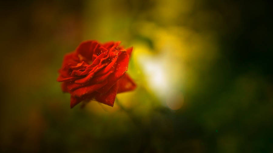 A Beautiful And Elegant Red Rose. Wallpaper